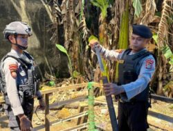 Gerebek Sabung Ayam, Polres Kendari berhasil Amankan Pelaku dan barang bukti (BB)