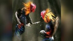 Judi Sabung Ayam di Kelurahan Imandi, Kecamatan Dumoga Timur, Bolaang Mongondow di Soal LSM Gmicak