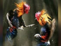 Judi Sabung Ayam di Kelurahan Imandi, Kecamatan Dumoga Timur, Bolaang Mongondow di Soal LSM Gmicak