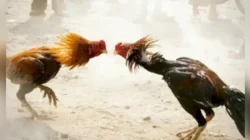 Kabupaten Indramayu Darurat! Perjudian Sabung Ayam Marak, APH Polres Kemana?