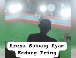 Judi Sabung Ayam di Desa Jetis, Mecamatan Kedungpring, Kabupaten Lamongan Belum Tersentuh Hukum