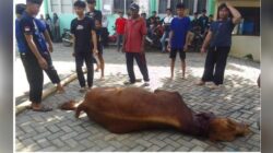 SMKN 1 Pagerwojo Potong Hewan Kurban,sebagai Bentuk Ibadah Dan Pembelajaran Karakter Bagi Anak Didiknya