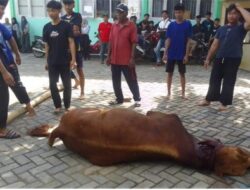 SMKN 1 Pagerwojo Potong Hewan Kurban,sebagai Bentuk Ibadah Dan Pembelajaran Karakter Bagi Anak Didiknya