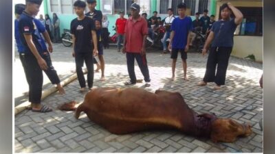 SMKN 1 Pagerwojo Potong Hewan Kurban,sebagai Bentuk Ibadah Dan Pembelajaran Karakter Bagi Anak Didiknya