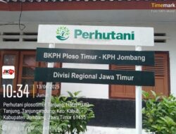 Lahan Perhutani Ploso – Jombang diduga Jadi Ajang Sewa Menyewa Tebu di Ungkap LSM Gmicak