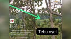 LSM Gmicak Bongkar Kasus Lahan Produktif sebagai Lahan Basah oknum Petugas Perhutani KPH Jombang