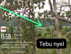 LSM Gmicak Bongkar Kasus Lahan Produktif sebagai Lahan Basah oknum Petugas Perhutani KPH Jombang