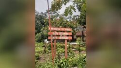 Ketua Umum LSM Gmicak Monitoring Tanaman Tebu ilegal di KRPH Purwodadi BKPH Gedangan KPH Jombang
