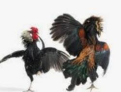 Dduga Kuat Kejahatan Perjudian Sabung ayam di Wilayah Polres Indramayu belum ada tindakan Tegas