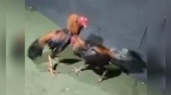 Perjudian 303 Sabung Ayam Desa Pohsangit, Kecamatan Wonomerto, Kabupaten Probolinggo masih beraktivitas Lancar