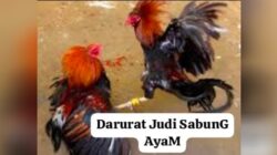 Ketua Umum Minta Polres Indramayu Berantas Kejahatan Sabung Ayam di Perbatasan Desa Kalimati, Dan Desa Lohbener