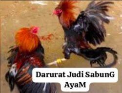 Ketua Umum Minta Polres Indramayu Berantas Kejahatan Sabung Ayam di Perbatasan Desa Kalimati, Dan Desa Lohbener
