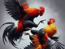 Judi Sabung Ayam di Kelurahan Imandi, Kecamatan Dumoga Timur, Bolaang Mongondow diduga Kebal Hukum