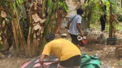 Markas Kejahatan Perjudian Sabung Ayam di Situbondo di Grebek Polisi