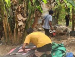 Markas Kejahatan Perjudian Sabung Ayam di Situbondo di Grebek Polisi