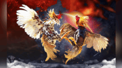 Perjudian Sabung Ayam di Kelurahan Imandi, Kecamatan Dumoga Timur, Bolaang Mongondow Beraktivitas Aman