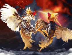 Perjudian Sabung Ayam di Kelurahan Imandi, Kecamatan Dumoga Timur, Bolaang Mongondow Beraktivitas Aman