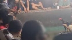 Skandal Perjudian Sabung Ayam dan Dadu di Jalan Indra, Bajenis Kota Tebing Tinggi