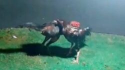 Desa Windu, Kecamatan Karangbinangun, Lamongan Diduga Jadi Markas Perjudian Sabung Ayam