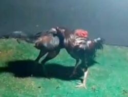 Desa Windu, Kecamatan Karangbinangun, Lamongan Diduga Jadi Markas Perjudian Sabung Ayam