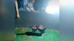 Perjudian Sabung Ayam di Lamongan Kembali beraktivitas