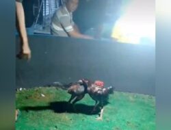 Perjudian Sabung Ayam di Lamongan Kembali beraktivitas