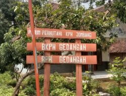 Puluhan Hektar tanaman tebu ilegal di Kawasan Hutan KRPH Gedangan Mojoagung di Soal LSM Gmicak