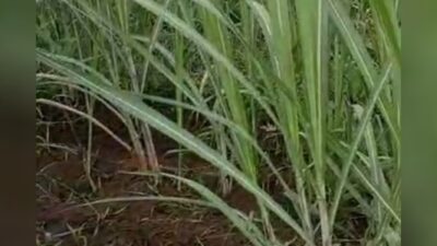 Tanaman Tebu di Lokasi Petak ( 19 ) KRPH Gedangan BKPH Gedangan KPH Jombang, Jawa Timur Bermasalah