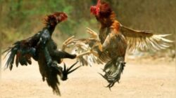 Aktivitas Perjudian Sabung Ayam di Desa Karangsoko, Kecamatan Trenggalek, Kabupaten Trenggalek Belum Tersentuh Hukum