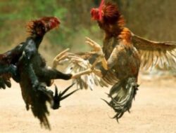 Aktivitas Perjudian Sabung Ayam di Desa Karangsoko, Kecamatan Trenggalek, Kabupaten Trenggalek Belum Tersentuh Hukum