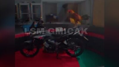 Perjudian Sabung Ayam di Purbalingga Jawa Tengah (Jateng) Berhadiah Sepeda Motor ” Disorot LSM Gmicak