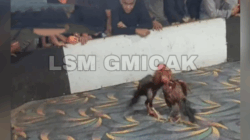 Markas Judi Sabung Ayam di Jalan Indra, Bajenis Kota Tebing Tinggi Kebal Hukum