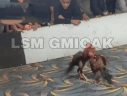 Markas Judi Sabung Ayam di Jalan Indra, Bajenis Kota Tebing Tinggi Kebal Hukum
