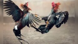 Markas Sabung Ayam Milik Malik di Sumberasri, Kecamatan Nglegok Belum ada Tindakan dari Polres Blitar