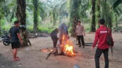 Polisi Gerebek Arena Perjudian Sabung Ayam di Luwu Timur