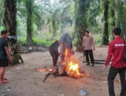 Polisi Gerebek Arena Perjudian Sabung Ayam di Luwu Timur