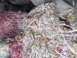 Skandal Pembakaran Limbah B3 Grenjeng Foil di Dusun Tenggor, Desa Modopuro, Sumobito diduga Belum Mengantongi Ijin Resmi