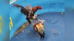 Skandal Perjudian Sabung ayam di Bendo, Desa Grogol, Kecamatan Tulangan, Sidoarjo tak tersentuh Hukum