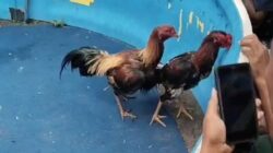 Markas Judi Sabung Ayam di Grogol, Kecamatan Tulangan, Sidoarjo Kebal Hukum