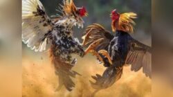 Skandal Perjudian Sabung Ayam dan Dadu di bandari Malik Desa Sumberasri, Nglegok Kebal Hukum