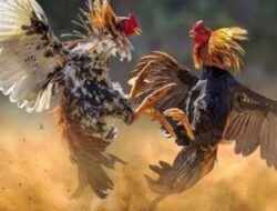 Skandal Perjudian Sabung Ayam dan Dadu di bandari Malik Desa Sumberasri, Nglegok Kebal Hukum