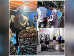 Beberapa Lokasi Perjudian Sambung Ayam di Obrak Abrik Polres Lamongan, Tapi Tak Satupun Pelaku diamankan